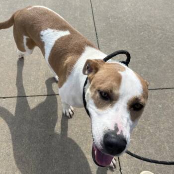 Tempe -  Pit Bull Terrier and Mixed Breed Dog for Adoption in Fayetteville, Arkansas - Tempe | PetCurious