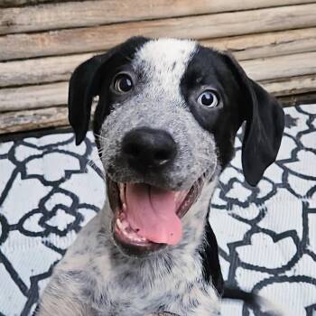 Rescue Catahoula Leopard Dog and Bluetick Coonhound Dogs for Adoption in Chicago, Illinois - Silver | PetCurious