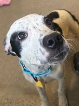 Pointer Dogs Available for Adoption in Cleveland, Ohio - Slider | PetCurious