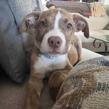 Fenton Dean -  Pit Bull Terrier Dog for Adoption in Klein, Texas - Fenton Dean | PetCurious