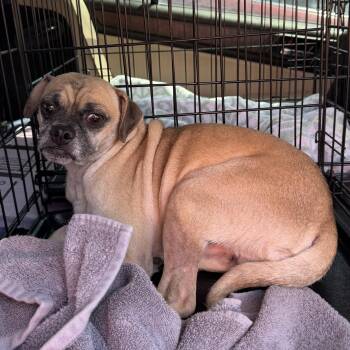 Brutus -  Pug and Chihuahua Dog for Adoption in Blue Springs, Missouri - Brutus | PetCurious