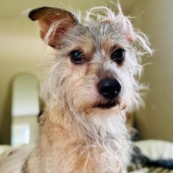 Raisin -  Cairn Terrier Dog for Adoption in Minneapolis, Minnesota - Raisin | PetCurious