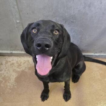 Koda -  Black Labrador Retriever and Coonhound Dog for Adoption in Murray, Utah - Koda | PetCurious
