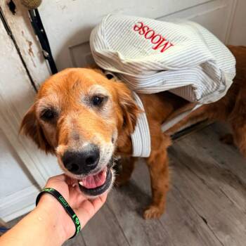 Moose Malone -  Golden Retriever Dog for Adoption in Abbotsford, British Columbia - Moose Malone | PetCurious