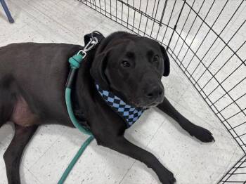 Black Labrador Retriever and Mixed Breed Dogs Available for Adoption - Bubby | PetCurious