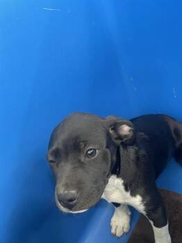 Mixed Breed Dogs Available for Adoption in Dallas, Texas - DAISY | PetCurious