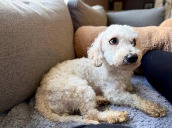Milo -  Poodle Dog for Adoption in Wheaton, Illinois - Milo | PetCurious
