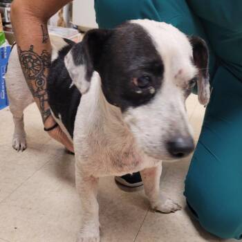 lucy -  Mixed Breed Dog for Adoption in Lake Panasoffkee, Florida - Lucy | PetCurious