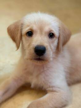 Beckham -  Mixed Breed Dog for Adoption in Mount Pleasant, South Carolina - Beckham | PetCurious