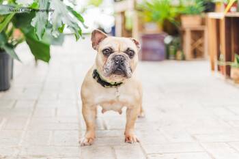 French Bulldog Dogs Available for Adoption - Jenna | PetCurious