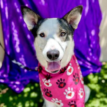 Rescue Labrador Retriever Dogs for Adoption in Rowland Heights, California - ALLY | PetCurious