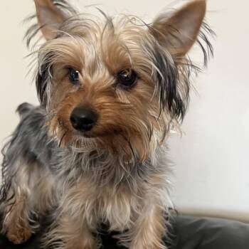 Yorkshire Terrier Dogs Available for Adoption in Manchester, New Hampshire - Lewis In NH! Come Meet Our Adoptable Dogs Wed-Sat, More Info In  | PetCurious