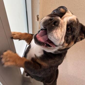 English Bulldog Dogs Available for Adoption in Los Angeles, California - Ms. Ruby | PetCurious