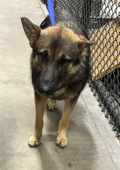 BROWNIE -  German Shepherd Dog Dog for Adoption in Dallas, Texas - BROWNIE | PetCurious