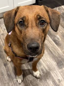 Rescue Shepherd Dogs for Adoption in Mundelein, Illinois - Jodee | PetCurious