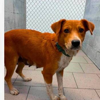 Ruthie -  Cattle Dog Dog for Adoption in Dayton, Ohio - Ruthie | PetCurious