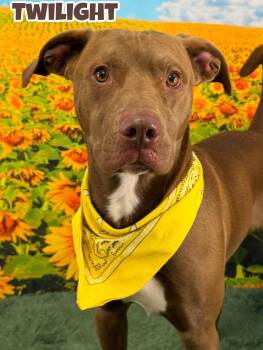 Twilight -  Mixed Breed Dog for Adoption in Flint, Michigan - Twilight | PetCurious