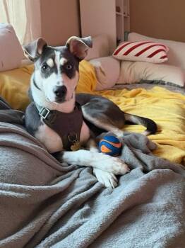 Husky and Shepherd Dogs Available for Adoption - Arnie | PetCurious