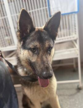 Penn -  German Shepherd Dog Dog for Adoption in Pleasant Hill, California - Penn | PetCurious