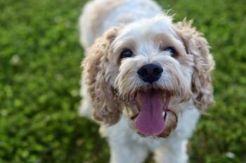 Cockapoo Dogs Available for Adoption in Franklin, Tennessee - Ryman | PetCurious