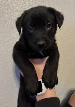 Johnny cash -  Shepherd Dog for Adoption in Lincoln, California - Johnny Cash | PetCurious