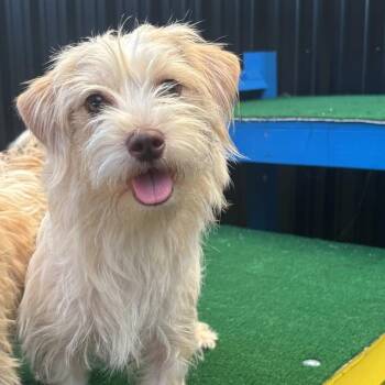 Ancho -  Terrier Dog for Adoption in De Pere, Wisconsin - Ancho | PetCurious