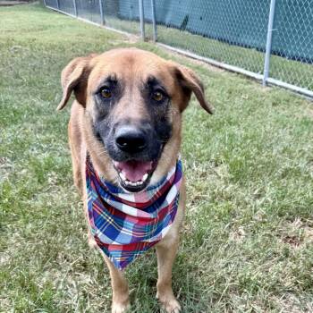 Rescue German Shepherd Dog and Labrador Retriever Dogs for Adoption in Angleton, Texas - Hockey | PetCurious