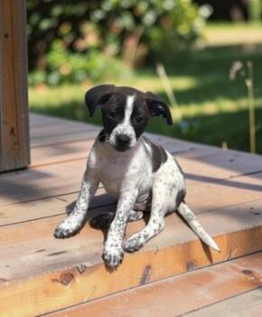 WAYLON -  English Pointer and Jack Russell Terrier Dog for Adoption - WAYLON | PetCurious