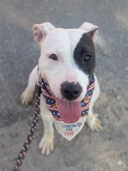 ZIZI -  Mixed Breed Dog for Adoption in Jacksonville, Florida - ZIZI | PetCurious