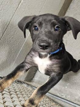 ENCLAVE -  German Shepherd Dog and Mixed Breed Dog for Adoption - ENCLAVE | PetCurious