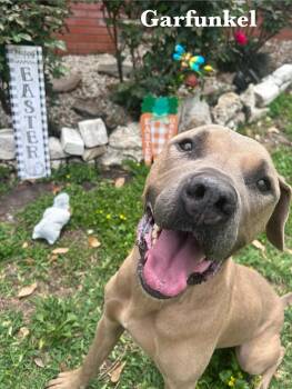 Mixed Breed Dogs Available for Adoption in Spring, Texas - Garfunkel | PetCurious