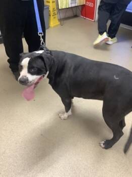 Rescue Mixed Breed Dogs for Adoption in Fort Worth, Texas - WALDO | PetCurious