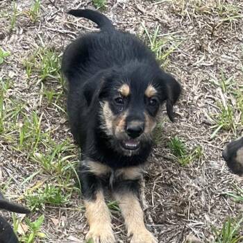 Joe -  Standard Schnauzer and Schnauzer Dog for Adoption in Quincy, Florida - Joe | PetCurious