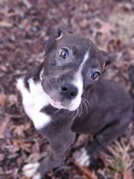 Bulldog Dogs Available for Adoption - Milky Way | PetCurious