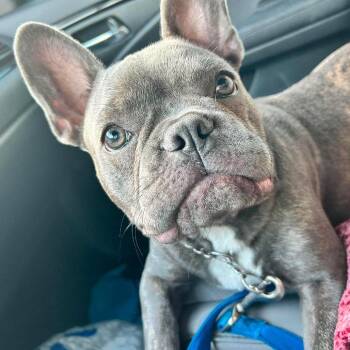 Stetson -  French Bulldog Dog for Adoption in Huber Heights, Ohio - Stetson | PetCurious
