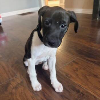 Retriever and Hound Dogs Available for Adoption - Itty Bitty | PetCurious