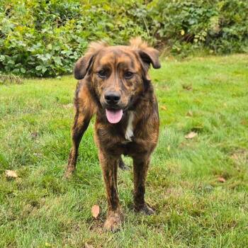 CT Daria -  Plott Hound and Mixed Breed Dog for Adoption in Eastford, Connecticut - CT Daria | PetCurious