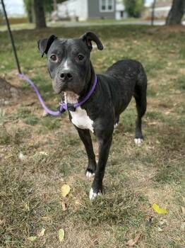 Rescue Pit Bull Terrier Dogs for Adoption in Springfield, Illinois - Spice | PetCurious