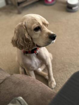 Cockapoo Dogs Available for Adoption - Leo | PetCurious