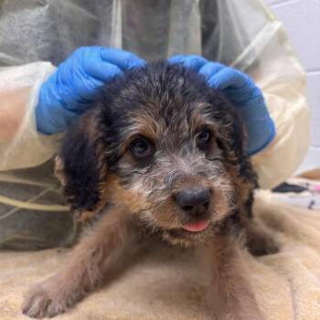 Dawg -  Mixed Breed Dog for Adoption in Murray, Utah - Dawg | PetCurious