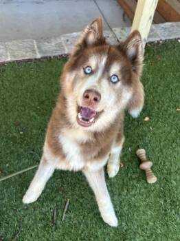 Everett -  Husky Dog for Adoption in Phoenix, Oregon - Everett | PetCurious