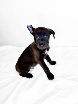 Four -  Australian Cattle Dog Blue Heeler Dog for Adoption in Bixby, Oklahoma - Four | PetCurious