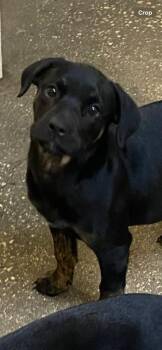 Mixed Breed Dogs Available for Adoption in Ocala, Florida - Sugar | PetCurious