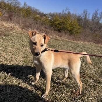 Bella -  Labrador Retriever and Terrier Dog for Adoption in Aurora, Illinois - Bella | PetCurious