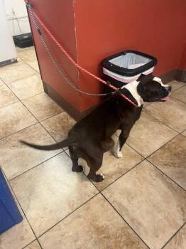 Margarine -  Mixed Breed Dog for Adoption in Cincinnati, Ohio - Margarine | PetCurious