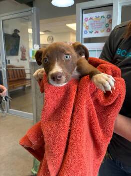 Mixed Breed Dogs Available for Adoption in Bossier City, Louisiana - Parker | PetCurious