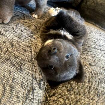 Labrador Retriever and Australian Cattle Dog Blue Heeler Dogs Available for Adoption in New Orleans, Louisiana - Praline | PetCurious