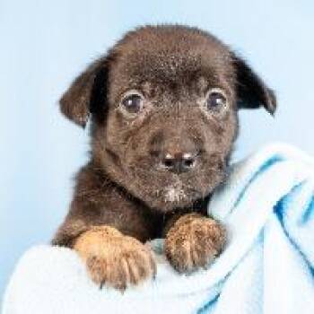 Suri -  Shepherd and Mixed Breed Dog for Adoption in Minneapolis, Minnesota - Suri | PetCurious