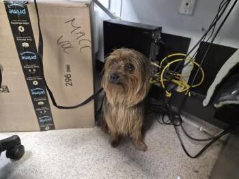 Ribbles -  Mixed Breed Dog for Adoption in New York, New York - Ribbles | PetCurious