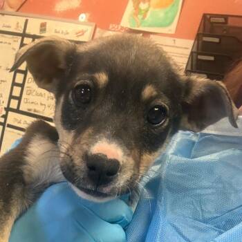 Mixed Breed Dogs Available for Adoption in Flagstaff, Arizona - Honey | PetCurious